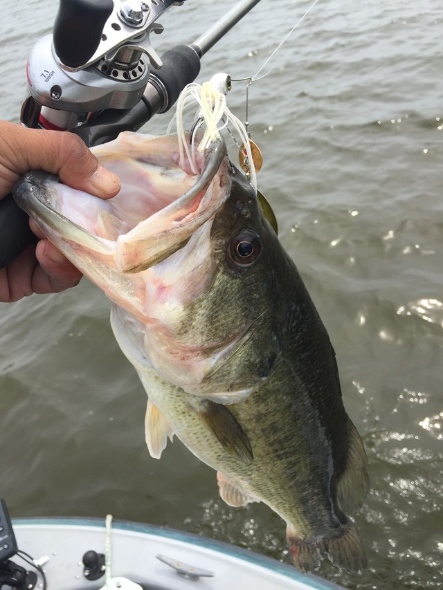 プロショップオオツカ バスフィッシング用品ネット通信販売 ブログ写真 2015/05/21