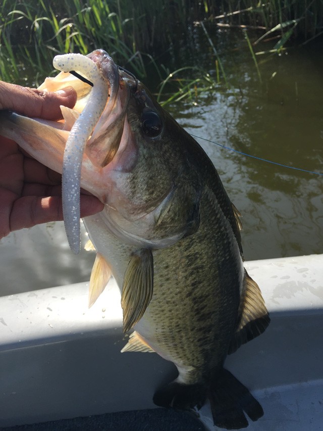 プロショップオオツカ バスフィッシング用品ネット通信販売 ブログ写真 2015/05/21