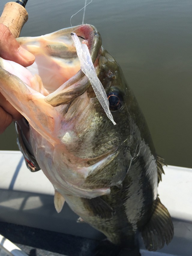 プロショップオオツカ バスフィッシング用品ネット通信販売 ブログ写真 2015/05/21