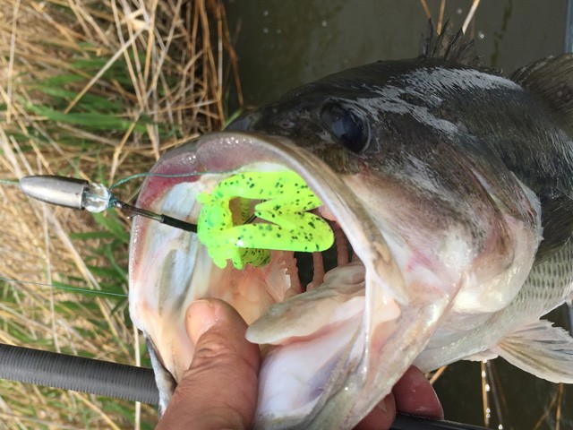 プロショップオオツカ バスフィッシング用品ネット通信販売 ブログ写真 2015/05/21