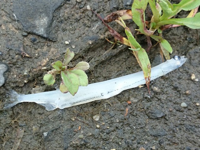 プロショップオオツカ バスフィッシング用品ネット通信販売 ブログ写真 2015/05/23