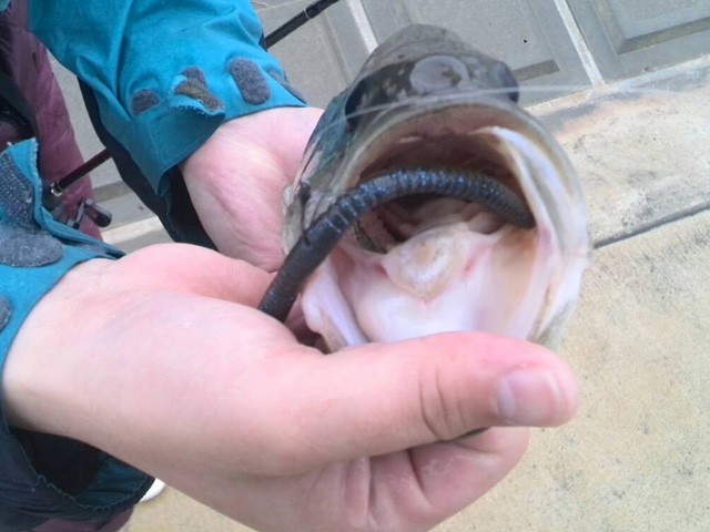 プロショップオオツカ バスフィッシング用品ネット通信販売 ブログ写真 2015/05/23