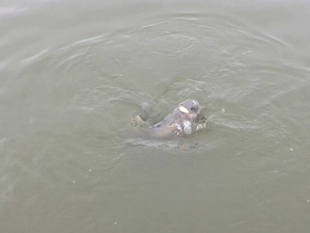 プロショップオオツカ バスフィッシング用品ネット通信販売 ブログ写真 2015/05/23