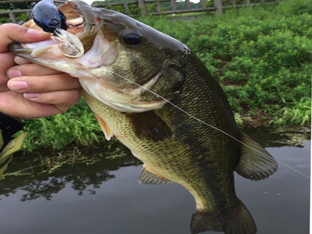 プロショップオオツカ バスフィッシング用品ネット通信販売 ブログ写真 2015/06/05