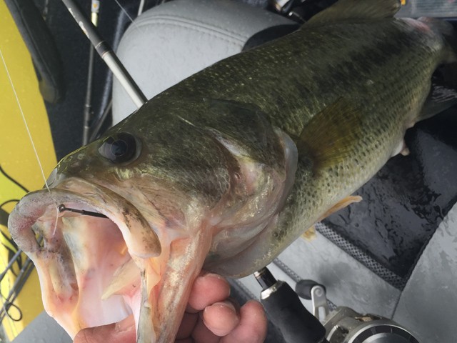 プロショップオオツカ バスフィッシング用品ネット通信販売 ブログ写真 2015/06/13