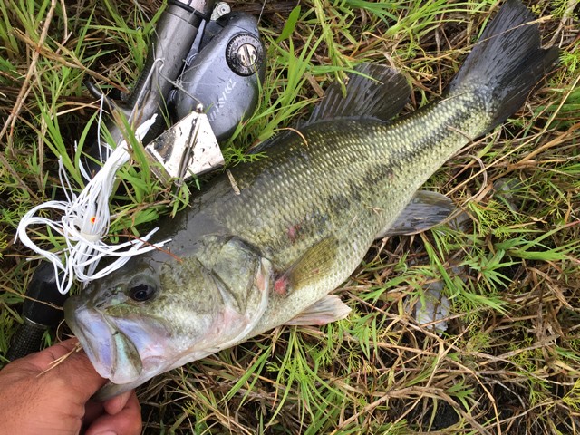 プロショップオオツカ バスフィッシング用品ネット通信販売 ブログ写真 2015/06/13