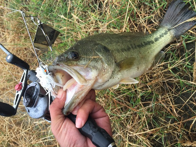 プロショップオオツカ バスフィッシング用品ネット通信販売 ブログ写真 2015/06/13