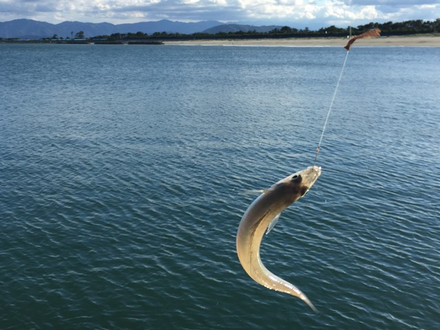 プロショップオオツカ バスフィッシング用品ネット通信販売 ブログ写真 2015/06/13