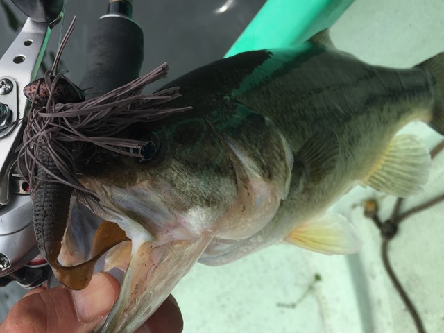 プロショップオオツカ バスフィッシング用品ネット通信販売 ブログ写真 2015/07/14