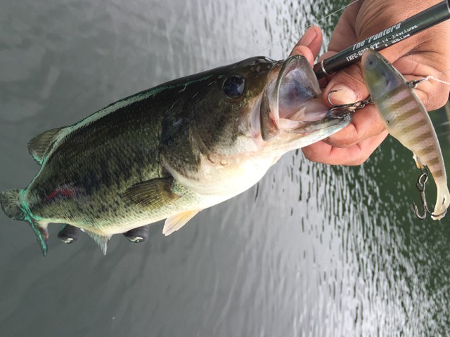 プロショップオオツカ バスフィッシング用品ネット通信販売 ブログ写真 2015/07/14