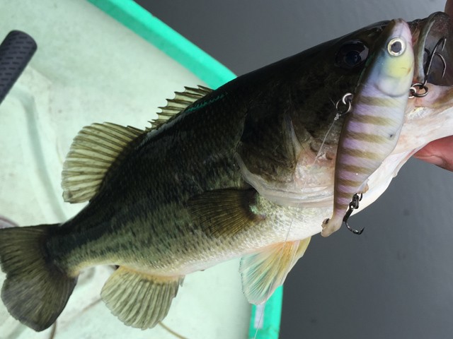 プロショップオオツカ バスフィッシング用品ネット通信販売 ブログ写真 2015/07/14