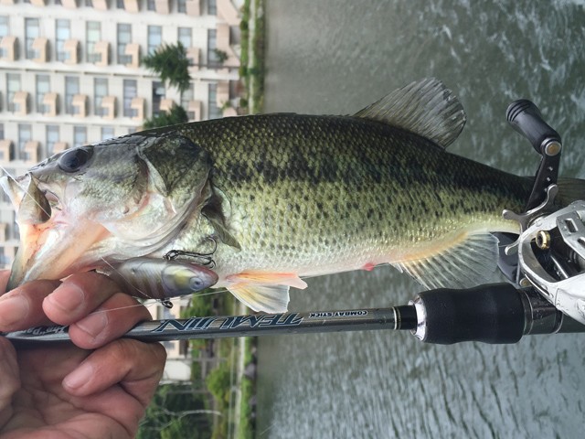 プロショップオオツカ バスフィッシング用品ネット通信販売 ブログ写真 2015/07/14