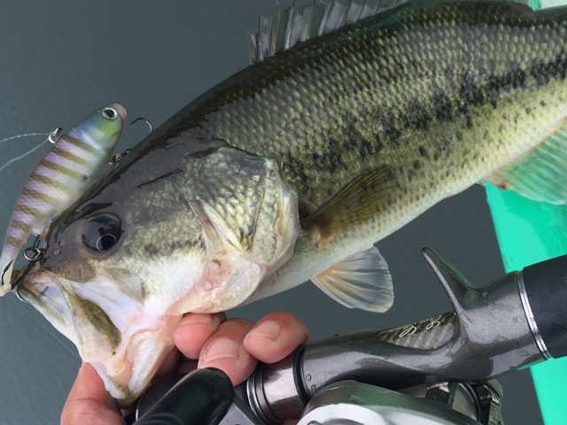 プロショップオオツカ バスフィッシング用品ネット通信販売 ブログ写真 2015/07/14