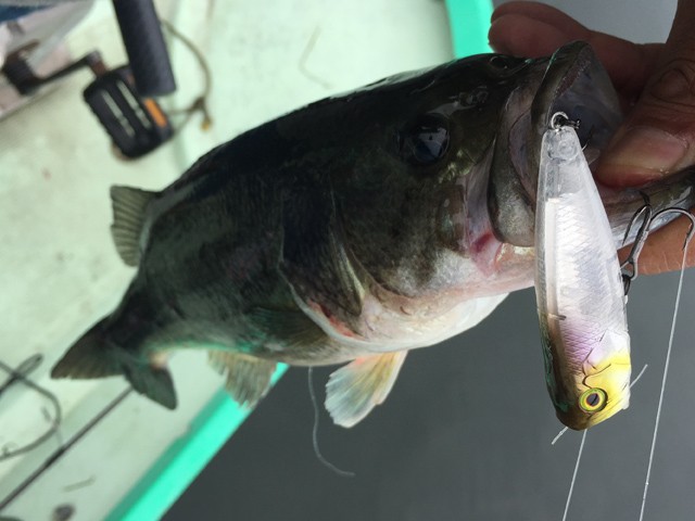 プロショップオオツカ バスフィッシング用品ネット通信販売 ブログ写真 2015/07/14