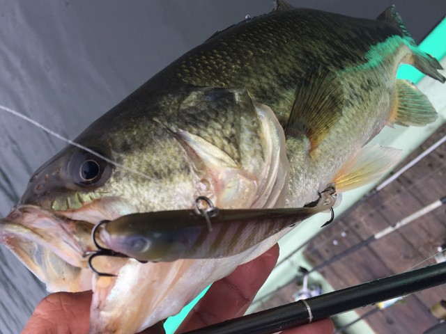 プロショップオオツカ バスフィッシング用品ネット通信販売 ブログ写真 2015/07/14