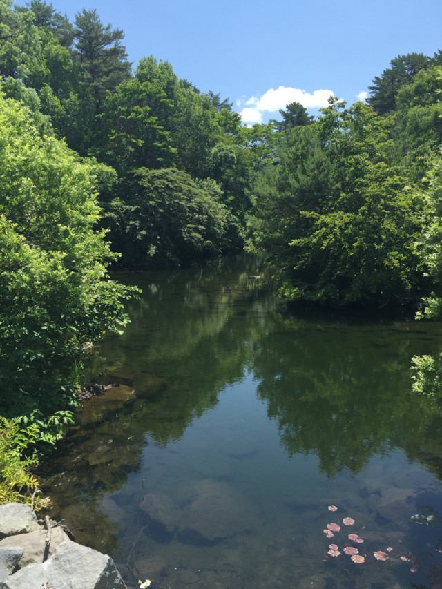 プロショップオオツカ バスフィッシング用品ネット通信販売 ブログ写真 2015/07/16