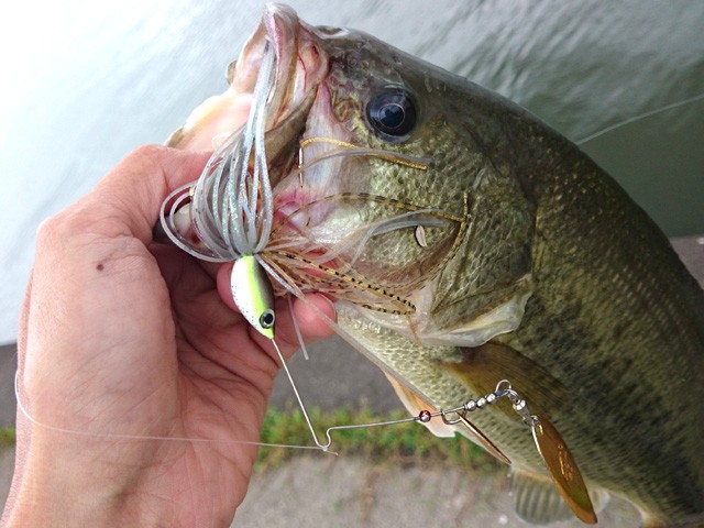 プロショップオオツカ バスフィッシング用品ネット通信販売 ブログ写真 2015/08/27