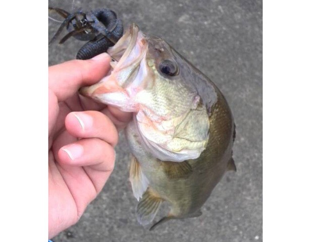 プロショップオオツカ バスフィッシング用品ネット通信販売 ブログ写真 2015/08/27