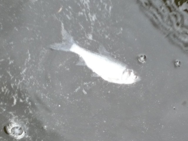 プロショップオオツカ バスフィッシング用品ネット通信販売 ブログ写真 2015/09/03