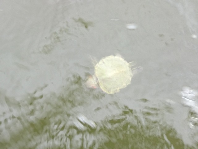 プロショップオオツカ バスフィッシング用品ネット通信販売 ブログ写真 2015/09/30