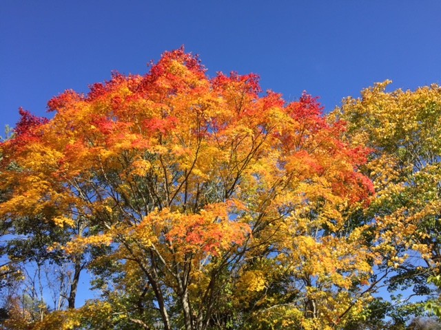 プロショップオオツカ バスフィッシング用品ネット通信販売 ブログ写真 2015/10/21