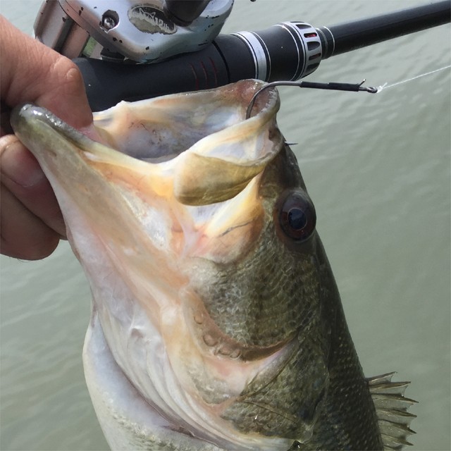 プロショップオオツカ バスフィッシング用品ネット通信販売 ブログ写真 2016/04/18