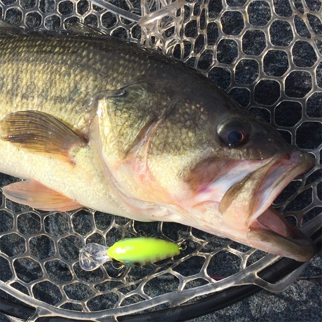 プロショップオオツカ バスフィッシング用品ネット通信販売 ブログ写真 2016/04/18