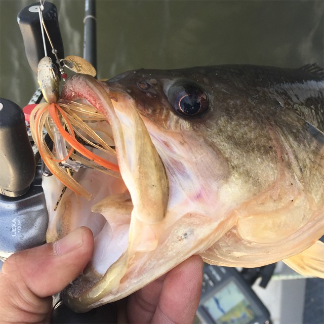 プロショップオオツカ バスフィッシング用品ネット通信販売 ブログ写真 2016/04/18