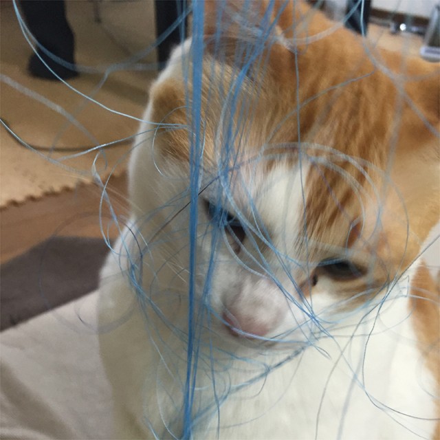 プロショップオオツカ バスフィッシング用品ネット通信販売 ブログ写真 2016/04/18