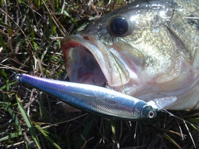 プロショップオオツカ バスフィッシング用品ネット通信販売 ブログ写真 2016/04/20