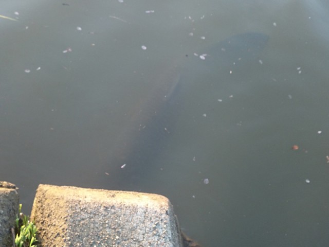 プロショップオオツカ バスフィッシング用品ネット通信販売 ブログ写真 2016/04/20