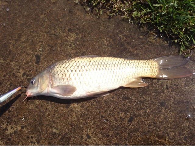 プロショップオオツカ バスフィッシング用品ネット通信販売 ブログ写真 2016/04/20