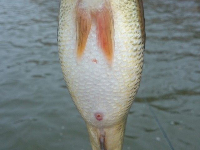 プロショップオオツカ バスフィッシング用品ネット通信販売 ブログ写真 2016/05/01