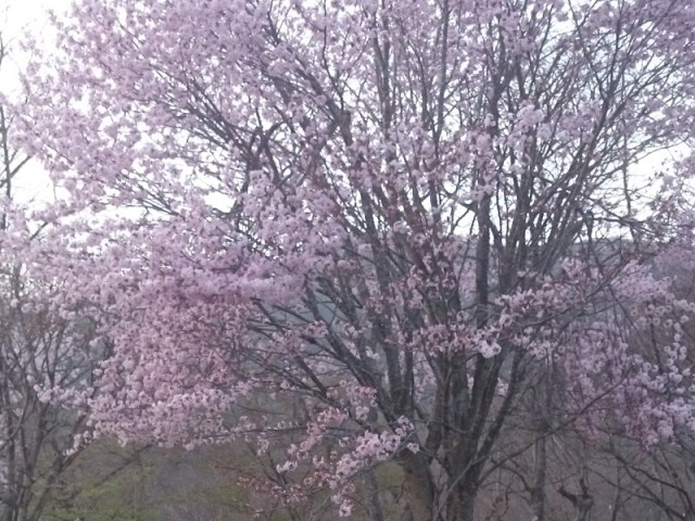 プロショップオオツカ バスフィッシング用品ネット通信販売 ブログ写真 2016/05/01