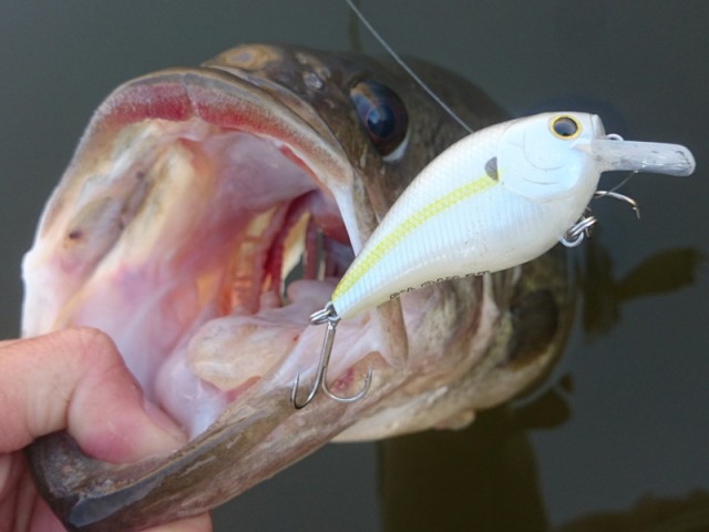 プロショップオオツカ バスフィッシング用品ネット通信販売 ブログ写真 2016/05/01