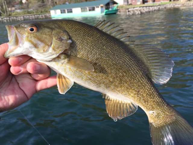 プロショップオオツカ バスフィッシング用品ネット通信販売 ブログ写真 2016/05/02