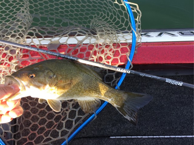 プロショップオオツカ バスフィッシング用品ネット通信販売 ブログ写真 2016/05/02