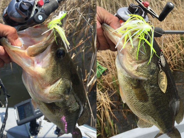 プロショップオオツカ バスフィッシング用品ネット通信販売 ブログ写真 2016/05/05