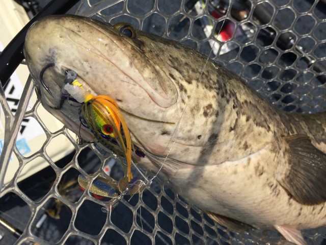 プロショップオオツカ バスフィッシング用品ネット通信販売 ブログ写真 2016/05/05