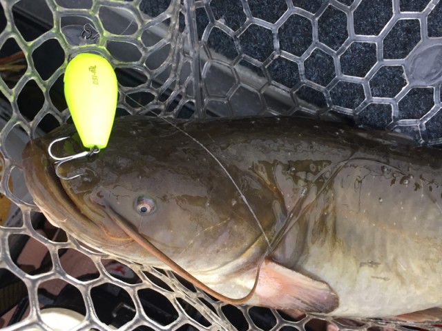 プロショップオオツカ バスフィッシング用品ネット通信販売 ブログ写真 2016/05/05