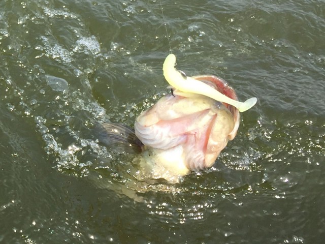 プロショップオオツカ バスフィッシング用品ネット通信販売 ブログ写真 2016/05/05