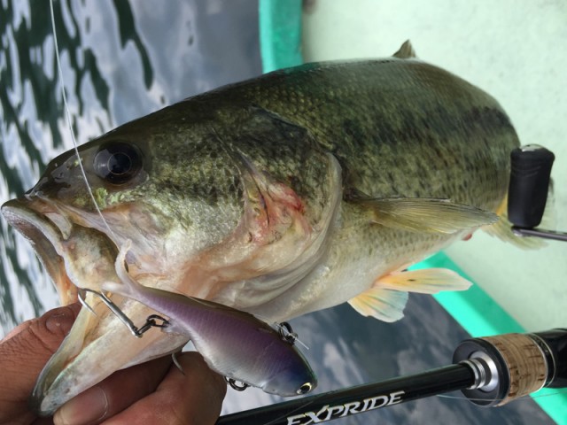 プロショップオオツカ バスフィッシング用品ネット通信販売 ブログ写真 2016/07/02