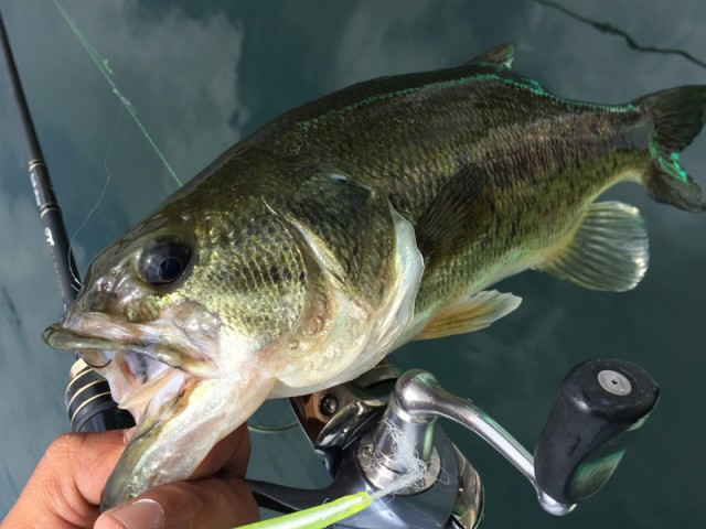 プロショップオオツカ バスフィッシング用品ネット通信販売 ブログ写真 2016/07/02