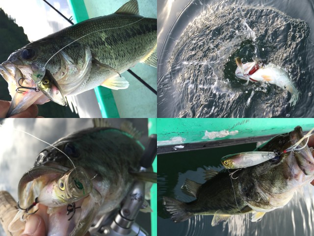 プロショップオオツカ バスフィッシング用品ネット通信販売 ブログ写真 2016/07/02