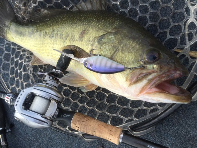 プロショップオオツカ バスフィッシング用品ネット通信販売 ブログ写真 2016/08/05