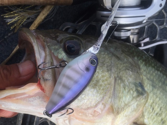 プロショップオオツカ バスフィッシング用品ネット通信販売 ブログ写真 2016/08/05