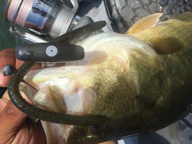 プロショップオオツカ バスフィッシング用品ネット通信販売 ブログ写真 2016/08/05