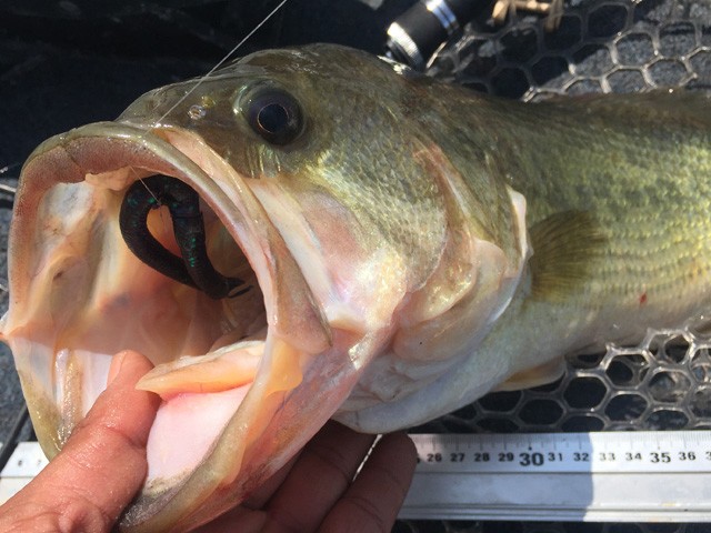 プロショップオオツカ バスフィッシング用品ネット通信販売 ブログ写真 2016/08/05