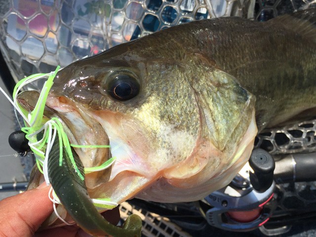 プロショップオオツカ バスフィッシング用品ネット通信販売 ブログ写真 2016/08/05