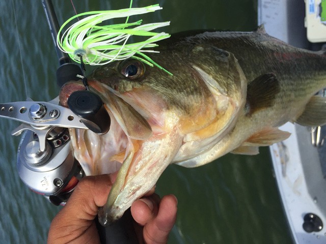 プロショップオオツカ バスフィッシング用品ネット通信販売 ブログ写真 2016/08/05